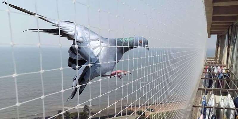 pigeon safety net